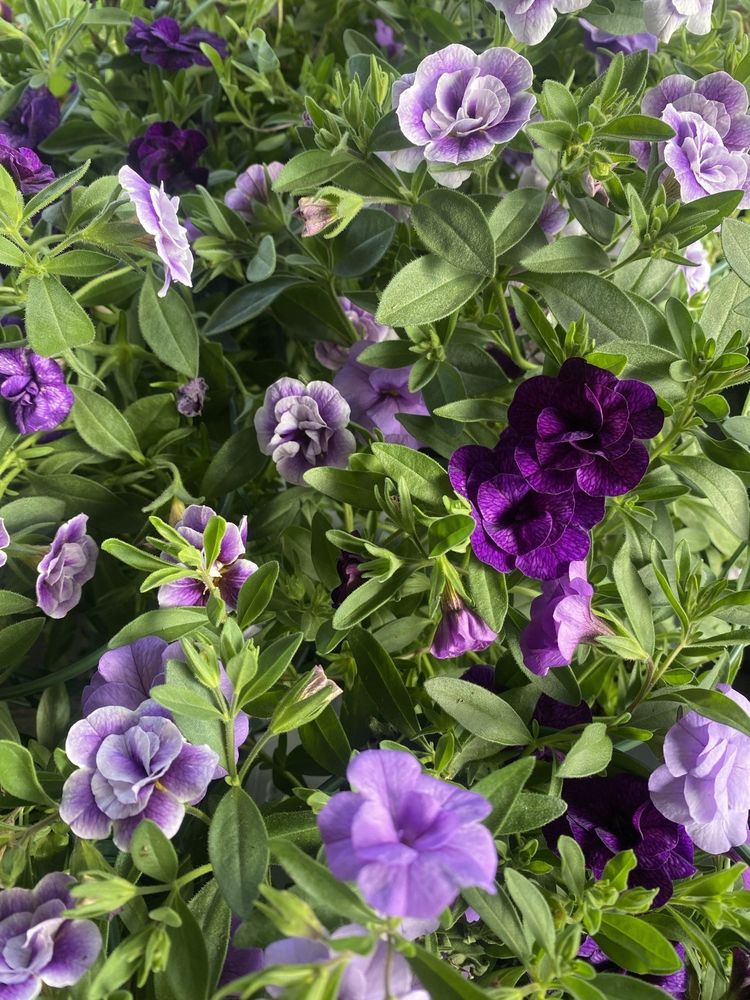 Lavendelfargede sommerblomster