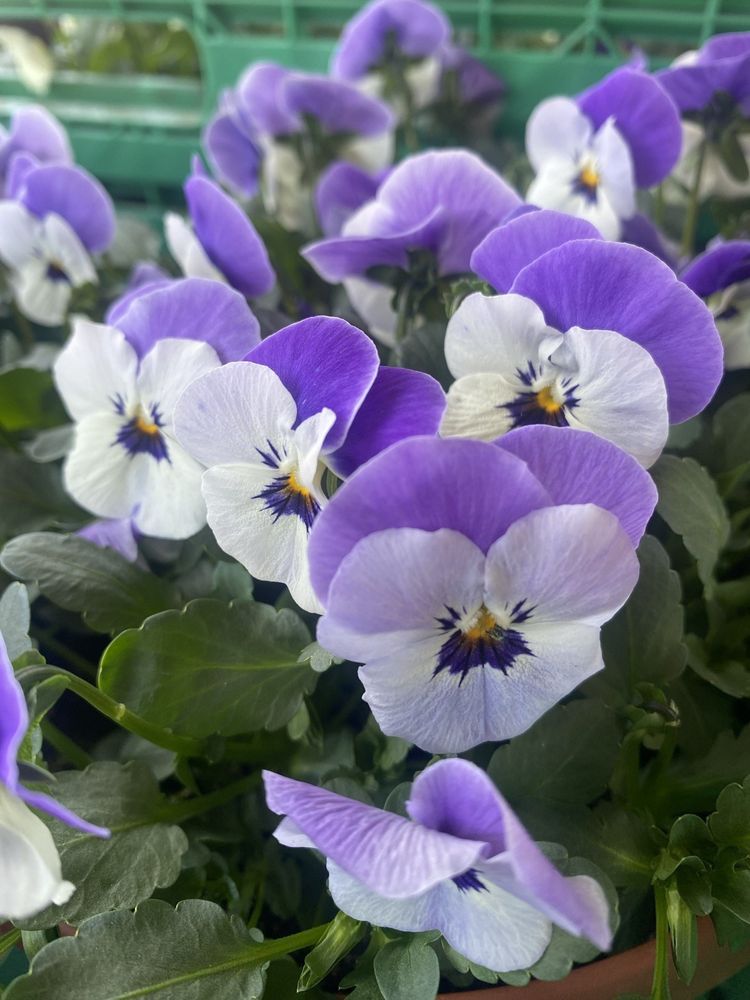 Lilla og hvite stemorsblomster