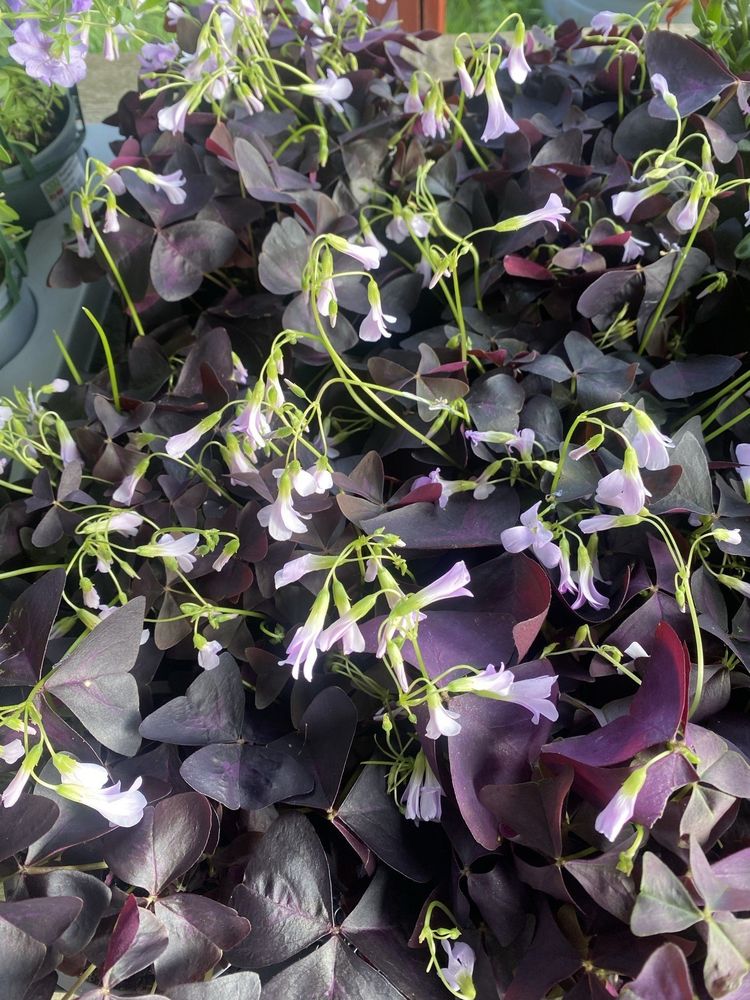 Lykkekløver med små lilla blomster