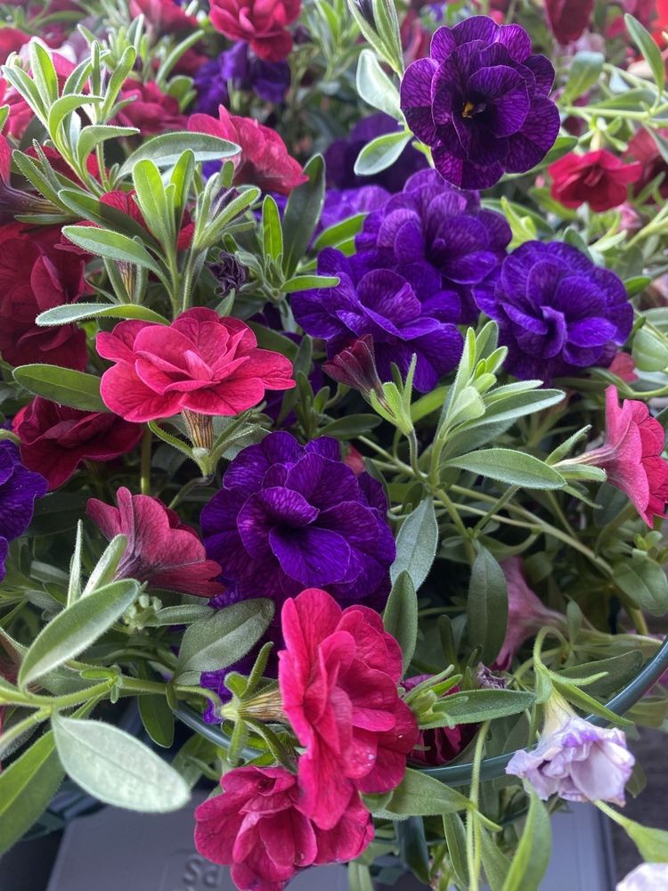 Rosa og lilla sommerblomster